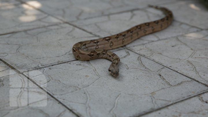 Meet the nine-year-old boy who raises snakes as his absorbing hobby (photo report)