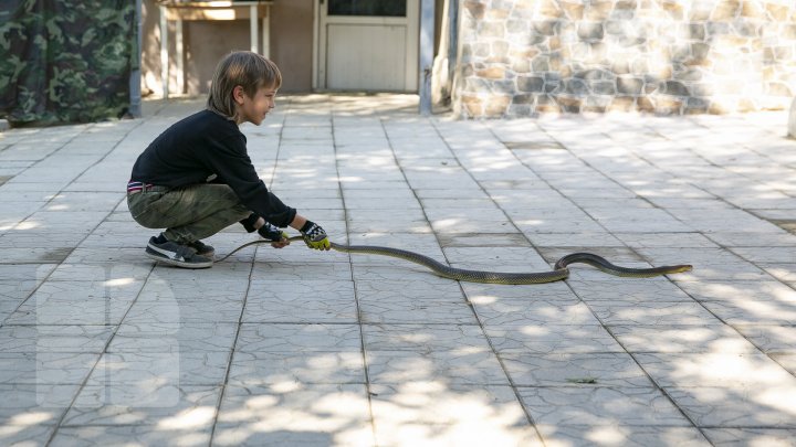 Meet the nine-year-old boy who raises snakes as his absorbing hobby (photo report)