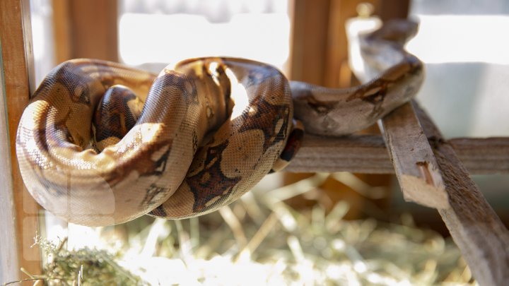 Meet the nine-year-old boy who raises snakes as his absorbing hobby (photo report)