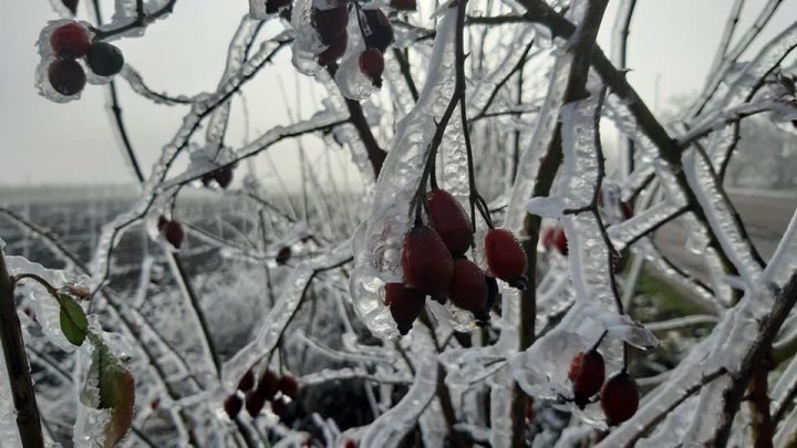 Freezing rain trees, a fairy tale landscape, captured in Soroca