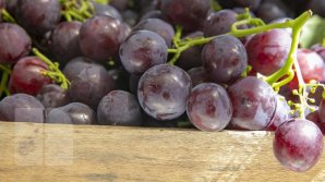 Moldovan farmers to export increased duty-free grapes 