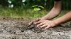 12 million trees will be planted in Moldova. Foresters will go to schools and kindergartens to promote the green campaign