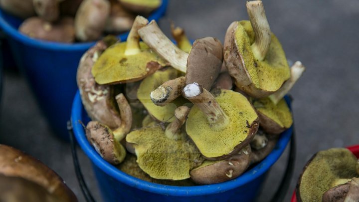 Mother and daughter found dead after eating mushroom 