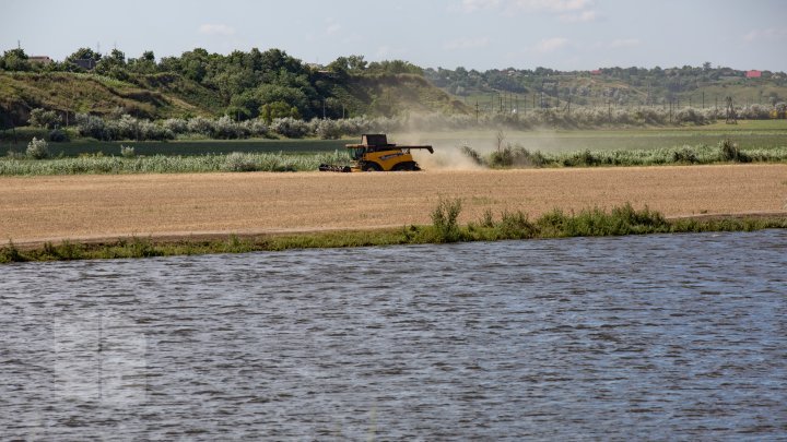 The beauty of wheat fields in Cantemir district