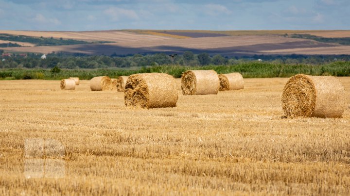 The beauty of wheat fields in Cantemir district