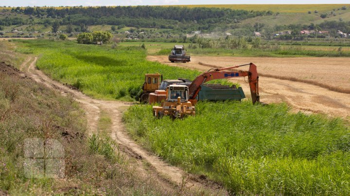 The beauty of wheat fields in Cantemir district