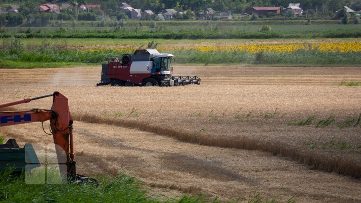 The beauty of wheat fields in Cantemir district