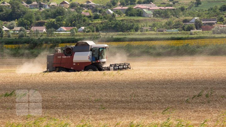 The beauty of wheat fields in Cantemir district