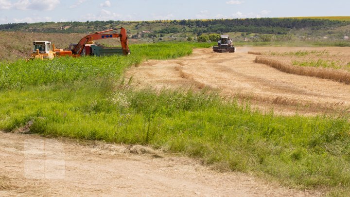 The beauty of wheat fields in Cantemir district