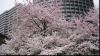 Sakura, sărbătoarea florilor de cireş, a atras milioane de turişti la Tokio