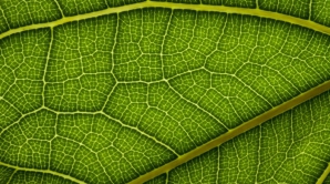 Chinezii au creat o frunză artficială care ar putea rezolva problema energiei în viitor  