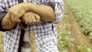 Aproximativ 170 de agricultori au depus cereri pentru a obține subvenţii de la stat