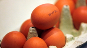 Două ferme din SUA au retras 500 de milioane de ouă, după apariţia unor îmbolnăviri cu salmonelă 