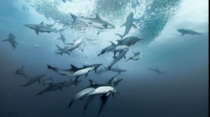 Un cutremur cu magnitudinea de 7,5 pe scara Richter s-a produs în Oceanul Indian 