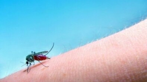 Atenţie la ţânţari şi căpuşe atunci când mergeţi să vă odihniţi în parcuri şi păduri!