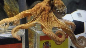 Caracatiţa Paul, care a prezis rezultatul meciurilor pentru Cupa Mondială, nu va fi transferată în Spania