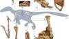 O nouă specie de dinozaur a fost descoperită după reconstituirea unui schelet găsit în România