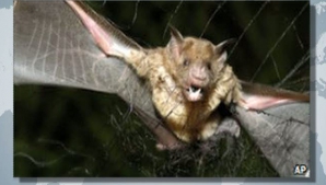 Patru copii dintr-un trib din Peru au murit, după ce au fost muşcaţi de lilieci-vampiri