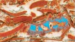 Live Science scrie că cea mai veche fosilă animală s-ar putea să provină din Australia 