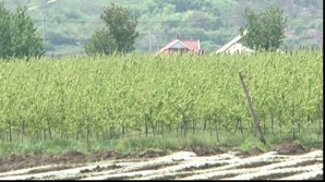 În 2010, agricultura Moldovei a devenit mai modernă şi performantă, spun guvernanţii 