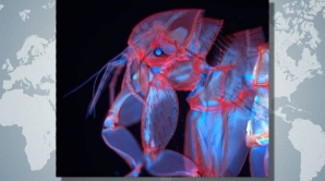 Compania Nikon a organizat un concurs al celor mai frumoase fotografii făcute la microscop