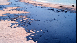 În Marea Azov au fost înregistrate decese în masă ale păsărilor 