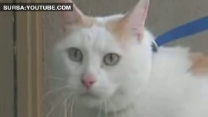 Cea mai grasă pisică din lume a murit, duminică, la New Jersey