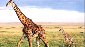 O girafă dintr-o grădină zoologică din China a adus pe lume doi pui gemeni