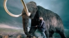 Cercetătorii japonezi speră să readucă la viaţă un mamut prin clonare 