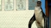 Un pinguin rătăcit a ajuns singur la o secţie de poliţie din Lima