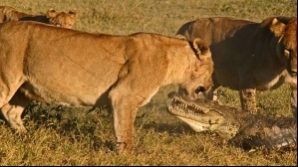 Trei leoaice au omorât un crocodil care a încercat să le atace puiul