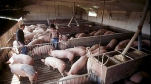 4.700 de ferme din Germania au fost închise, din cauza riscului de contaminare cu dioxină