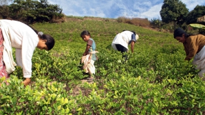 Bolivia vrea legalizarea frunzei de coca