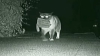 O pisică hoaţă a furat peste 600 de lucruri de la vecini VEZI VIDEO