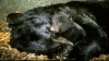 Secretele hibernării urşilor, dezvăluite de oamenii de ştiinţă VEZI VIDEO