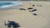 Zeci de balene-pilot au murit într-un golf din Noua Zeelandă 