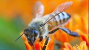 Einstein: Dacă albinele ar dispărea, omenirea ar mai exista încă 4 ani