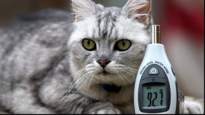 Cea mai zgomotoasă pisică din lume: Torsul ei, puternic ca un Boeing 737 