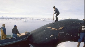 Japonia îşi suspendă vânătoarea de balene