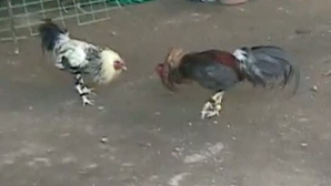 A murit înjungiat de un cocoş