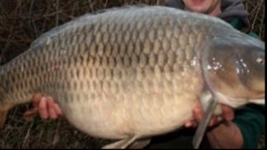 Aventuri la pescuit: Primul crap record al anului