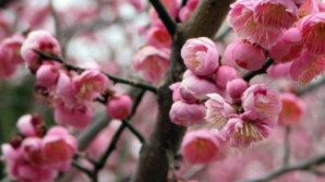 Spectacolul naturii: Au înflorit prunii în China VEZI VIDEO