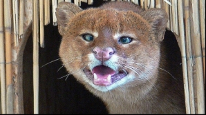 Frank, jaguarul care se uită cruciş VEZI FOTO