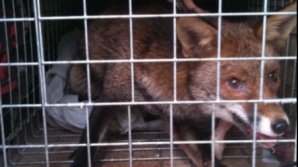 O vulpe a fost găsită la etajul 72 al celei mai înalte clădiri din Europa