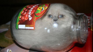Cu pisica în.... borcan VEZI FOTO