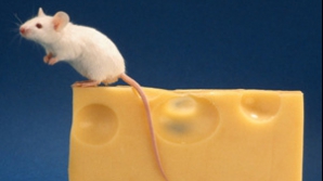 Măsuţa de cafea care prinde şoareci este ultima realizare a Bristol Robotica