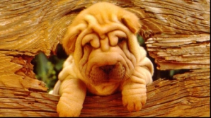 Legea "câinelui unic", în China