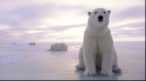 A fost descoperit cel mai mare urs din lume: 3,35m înălţime
