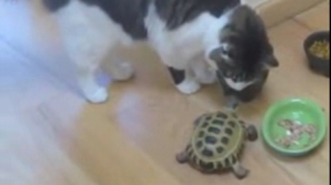 O ţestoasă muşcă şi fugăreşte două pisici VEZI VIDEO