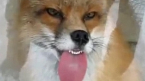 Vezi cum poate vulpea să "lingă" geamuri VIDEO